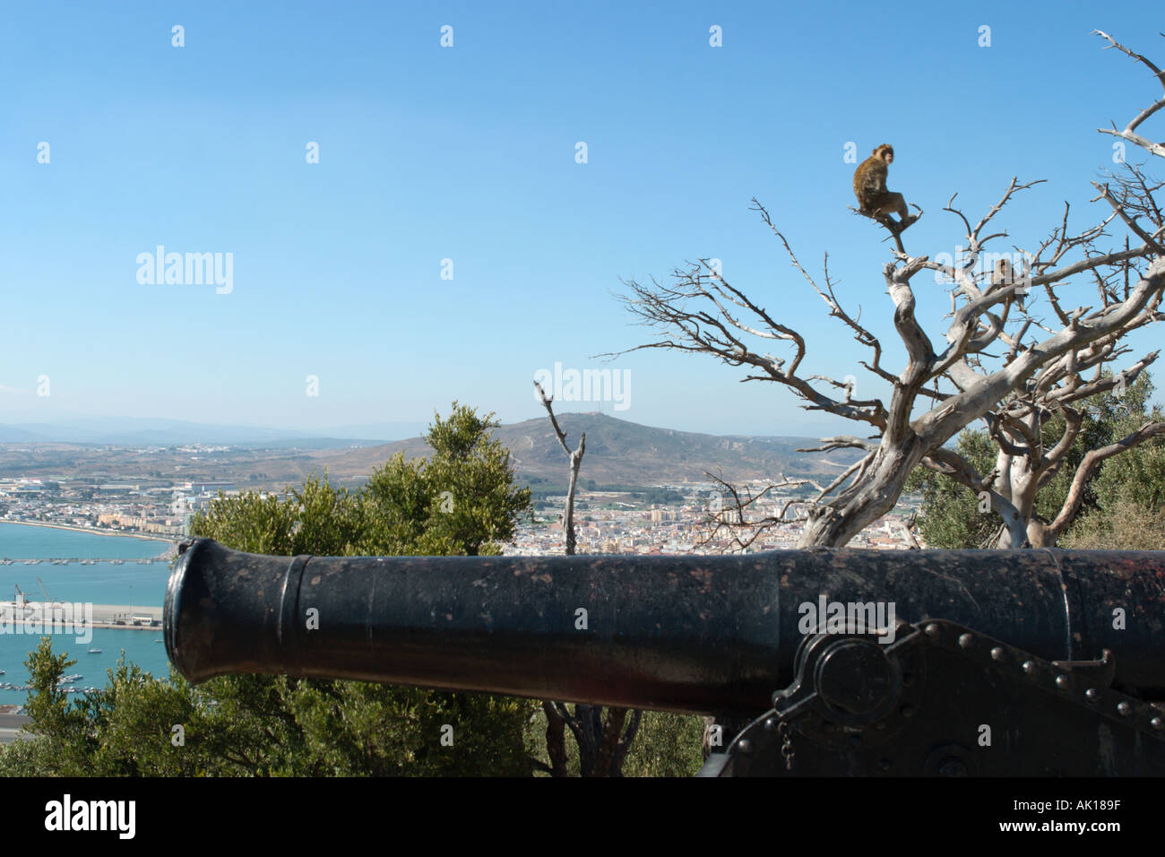 Barbary Apes and view over La Linea, Upper Rock, Gibraltar Spain Stock Photo