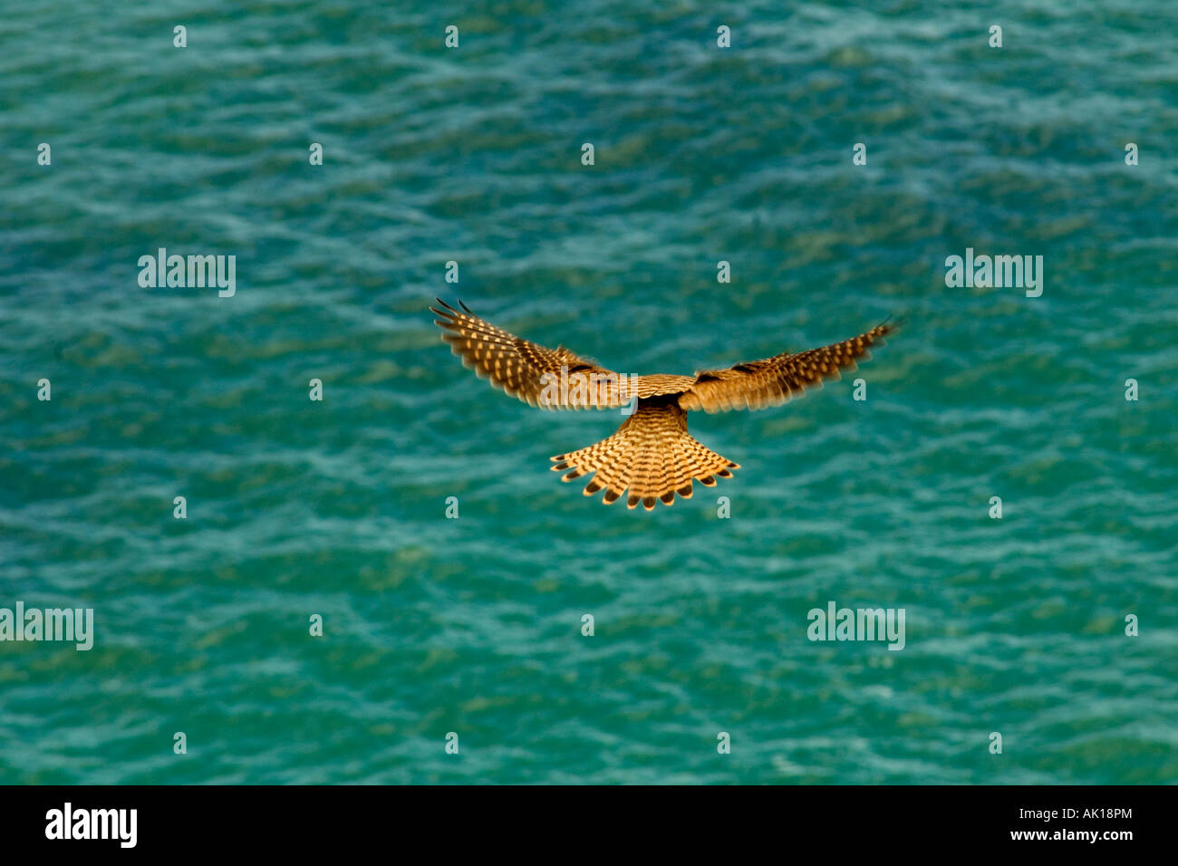 KESTREL HUNTING FOR FOOD OVER CLIFFS IN THE WEST OF ENGLAND Stock Photo