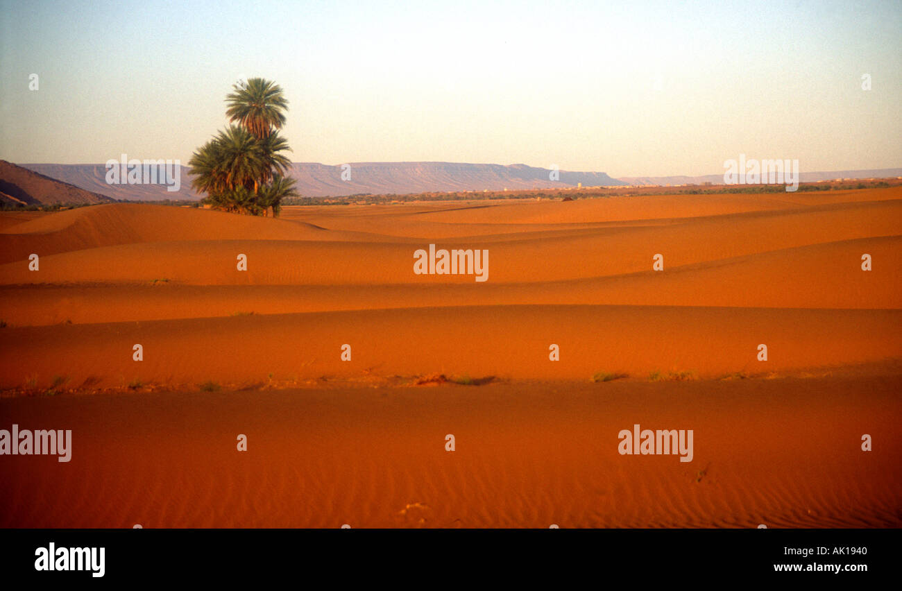 Palm tree and sand dunes Sahara desert near Zagora Morocco north Africa ...