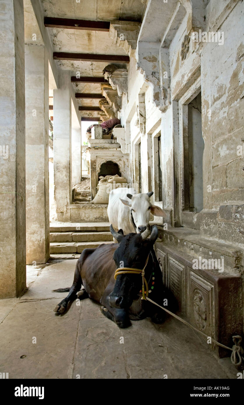 Holy cows. Ram Ghat. Varanasi. India Stock Photo