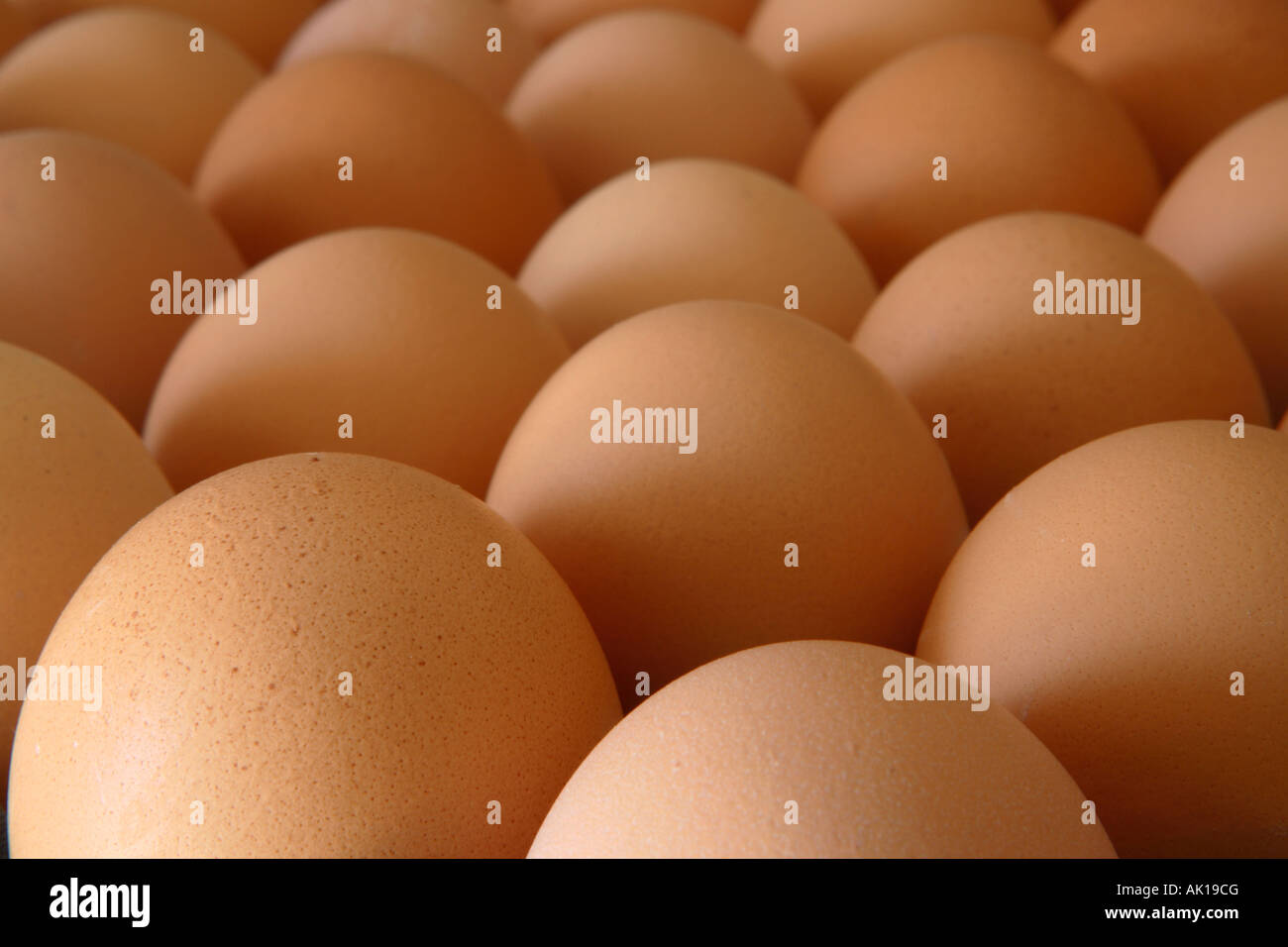 Chicken Eggs boxed at a farm ready for shipping Stock Photo Alamy