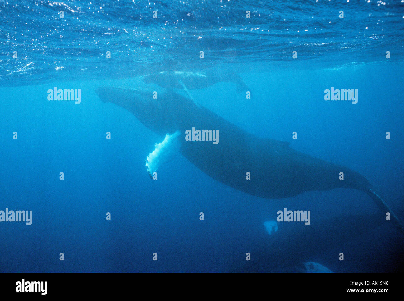 Female humpback whale megaptera hi-res stock photography and images - Alamy