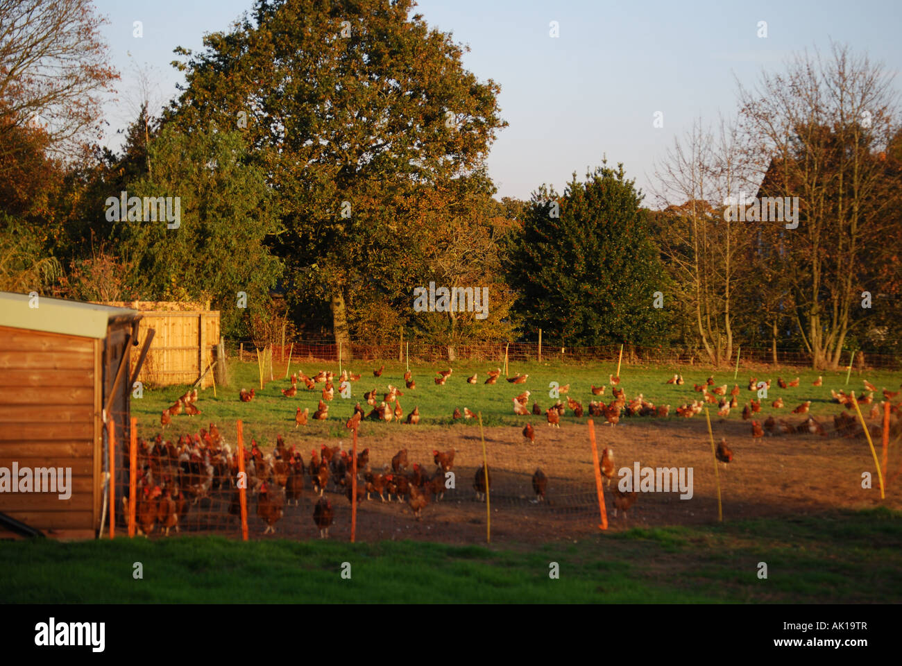 Free range chicken farm, Dorset, England, United Kingdom Stock Photo