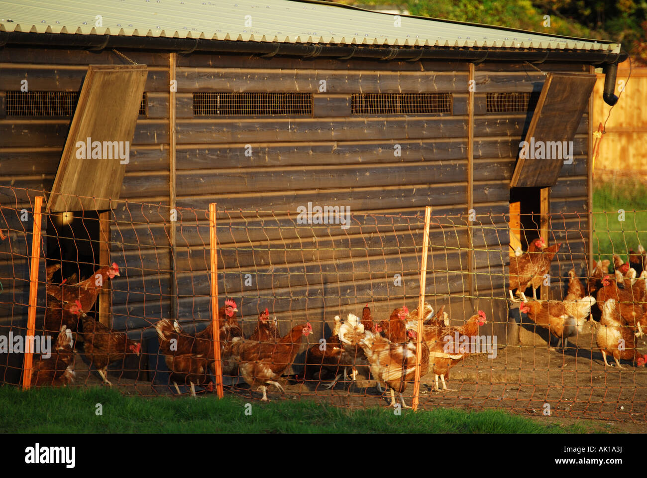 Free range chicken farm, Dorset, England, United Kingdom Stock Photo