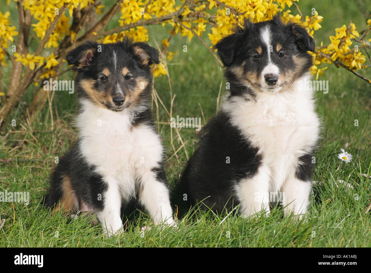 two Sheltie puppies - sitting on meadow Stock Photo - Alamy