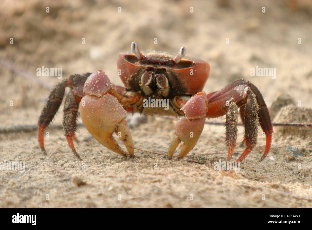 Red Clawed Crab Stock Photo