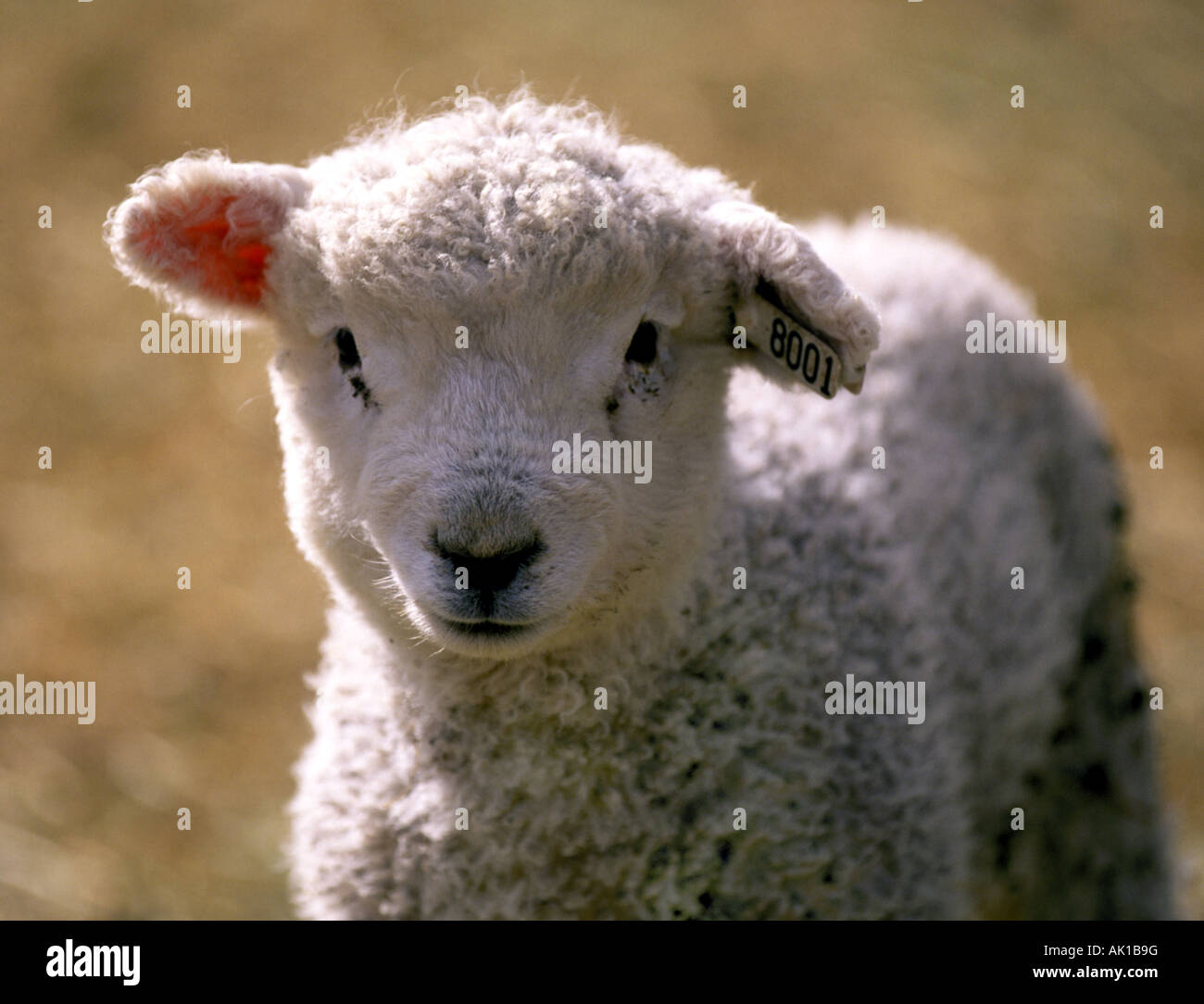 A young lamb with a tag in its ear on a farm in central Oregon Stock