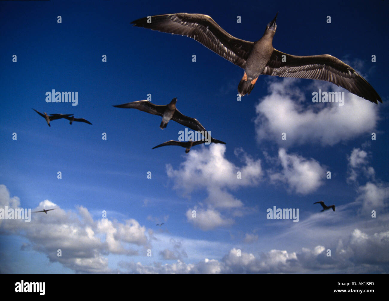 Seychelles Aldabra birds show little fear and fly close Stock Photo