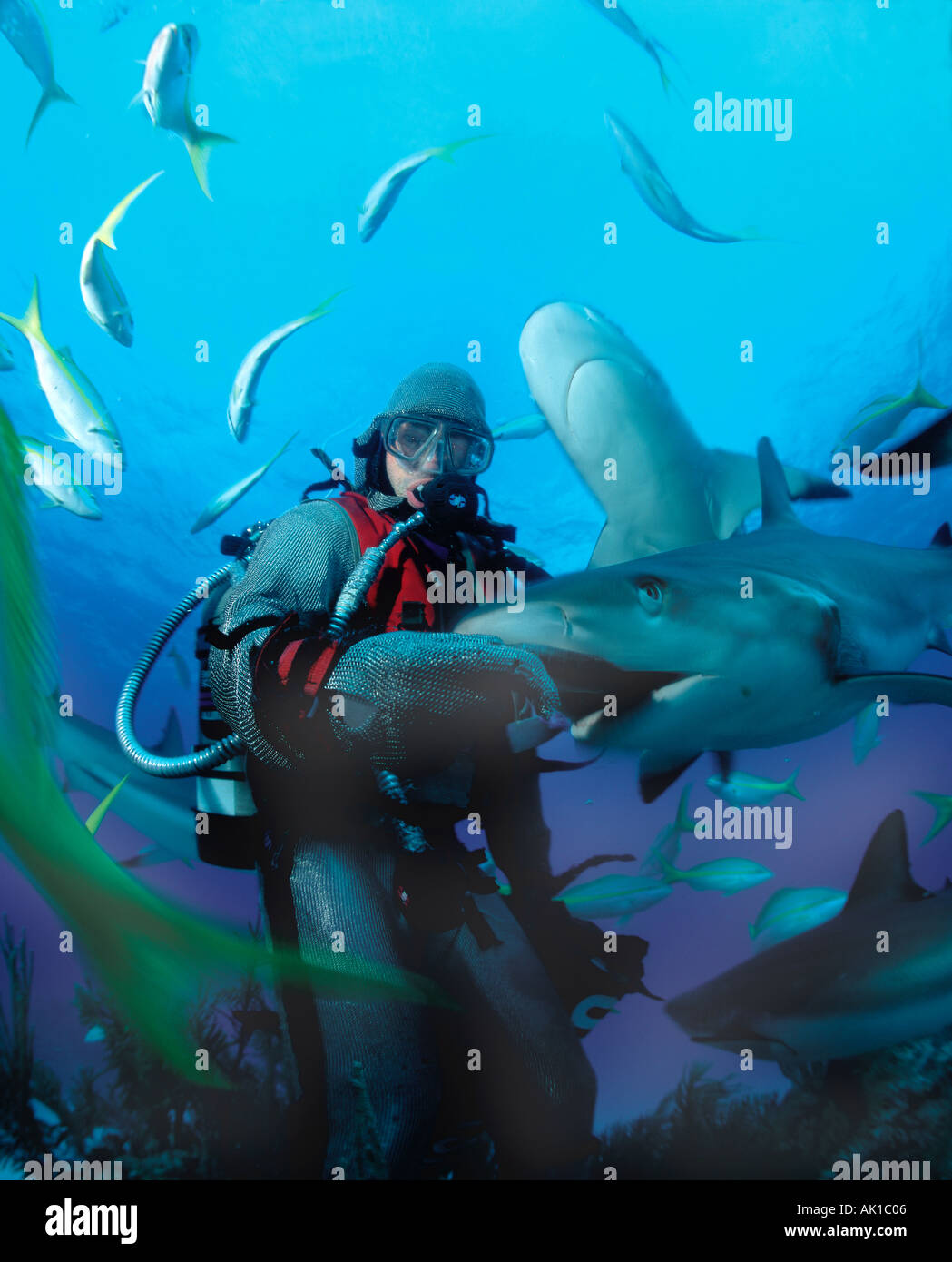 Bahamas Freeport u w Hydro Lab Shark Dive Shark feeding with schools of