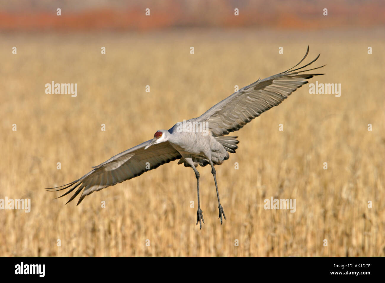 Sandhill crane landing Stock Photo - Alamy