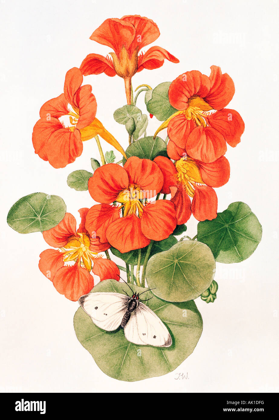 Illustration of Begonia flowers. Stock Photo