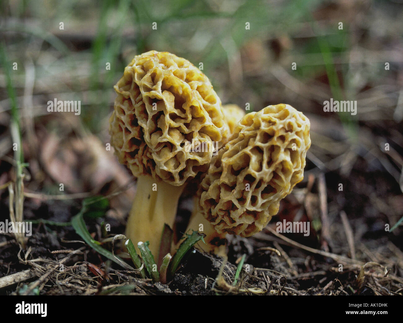 Detail of a morel mushroom The best known morel is the Morchella