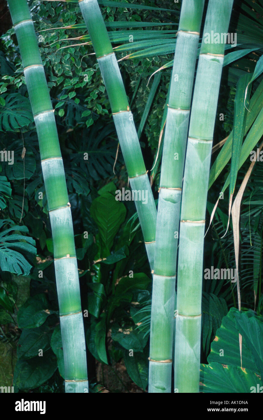 Giant Bamboo Stock Photo
