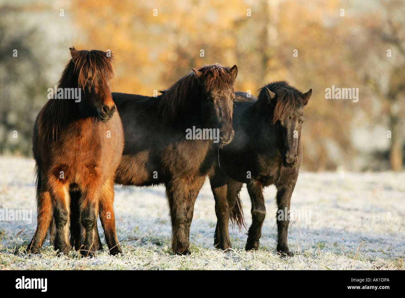 Islandic Horse / Islandpony / Islandpferd / Islaender Stock Photo - Alamy