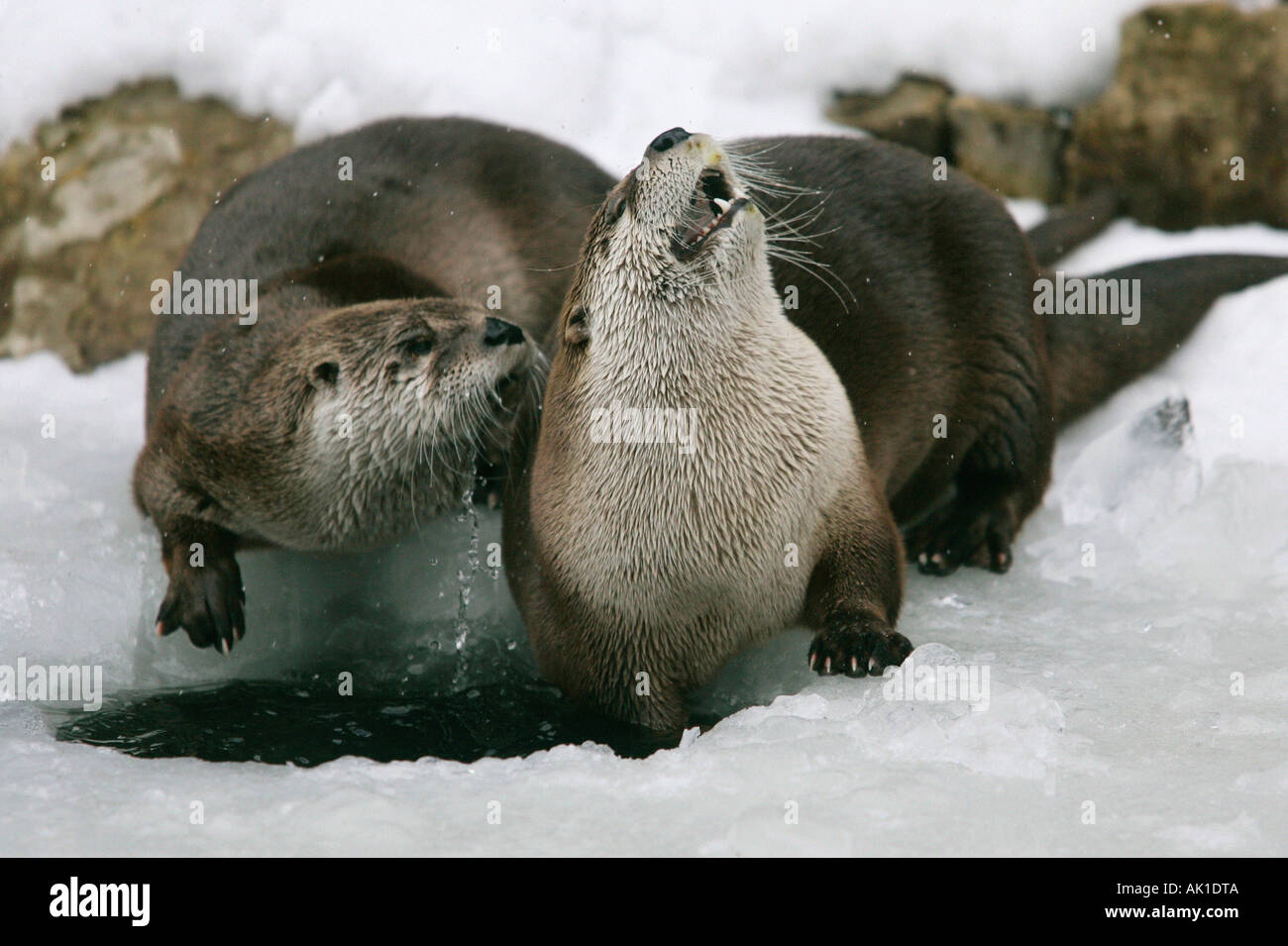 Canadian Otter / River Otter / Kanadischer Otter Stock Photo Alamy