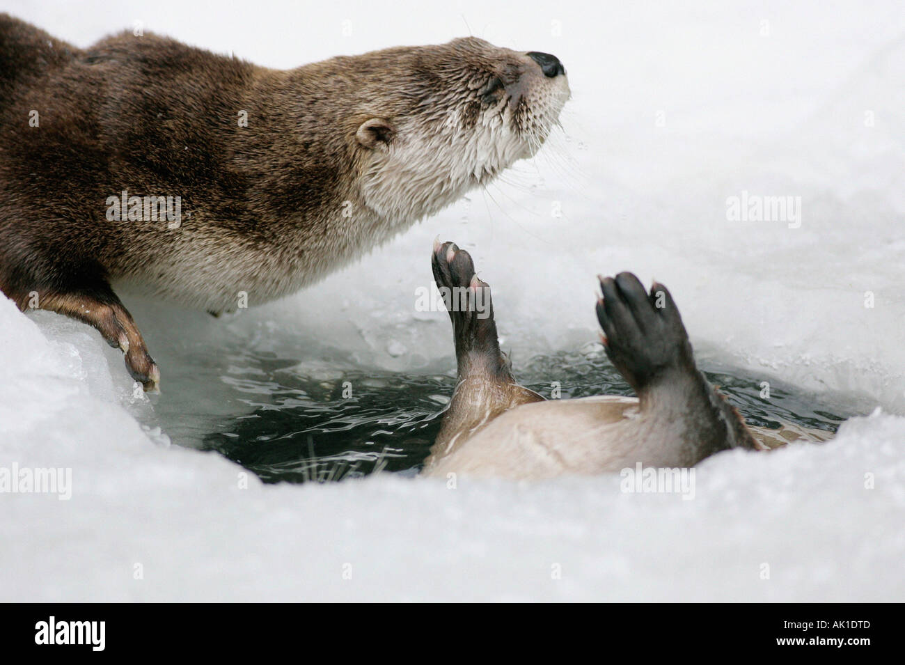 Canadian Otter / River Otter / Kanadischer Otter Stock Photo Alamy