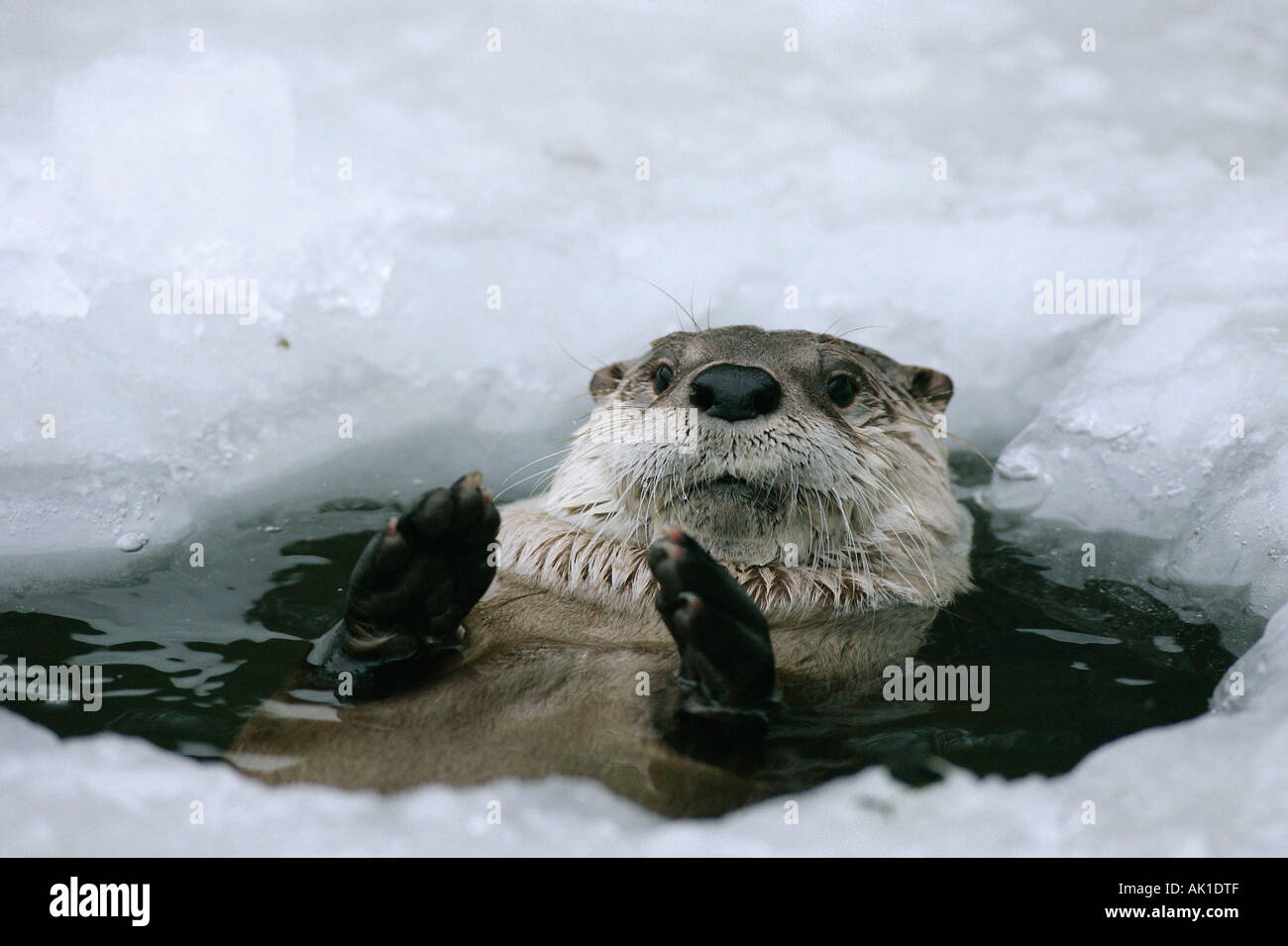 Canadian Otter / River Otter / Kanadischer Otter Stock Photo Alamy