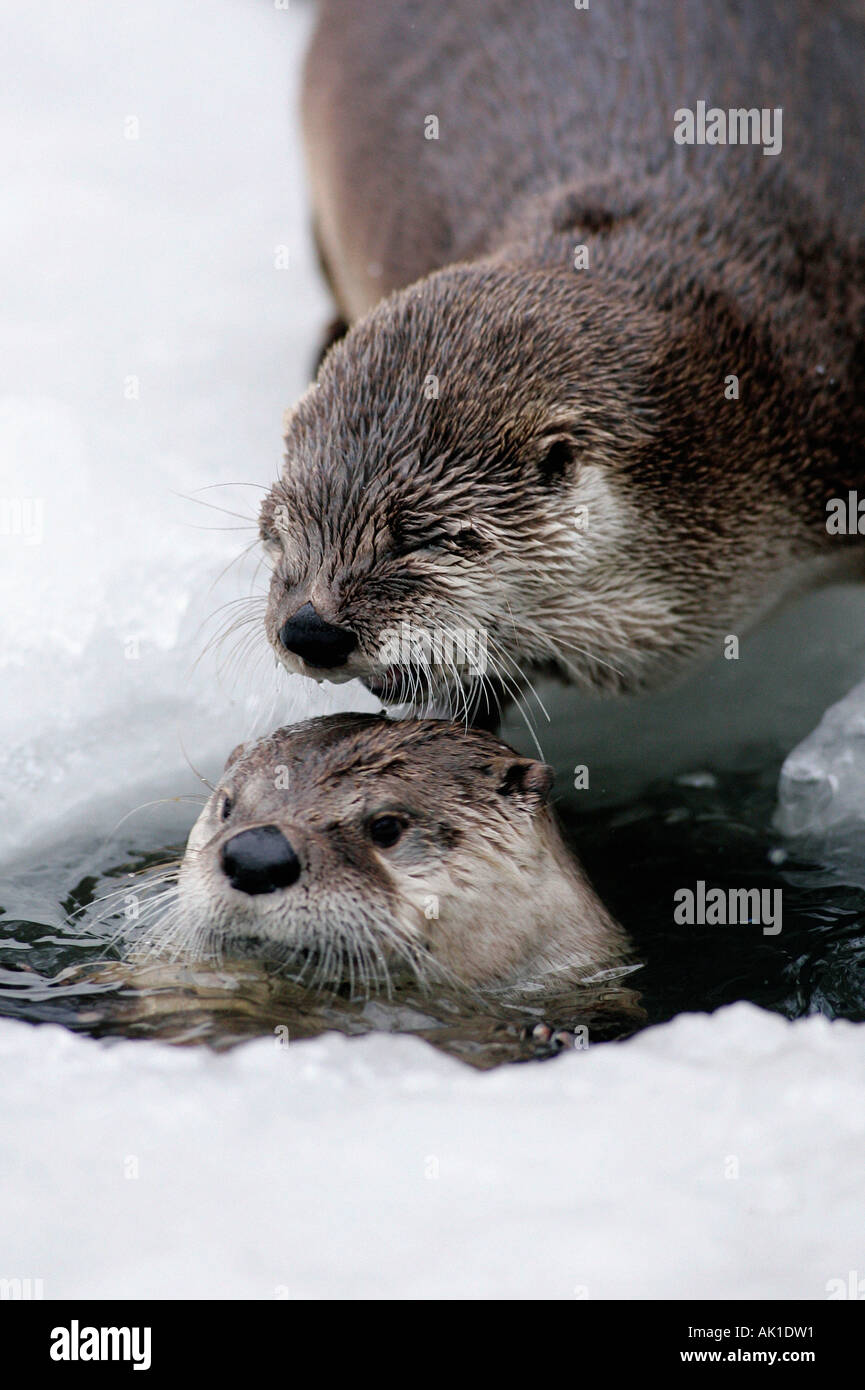 Canadian Otter / River Otter / Kanadischer Otter Stock Photo Alamy