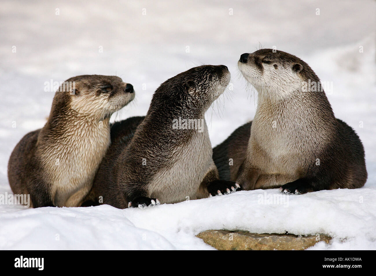 Canadian Otter / River Otter / Kanadischer Otter Stock Photo Alamy