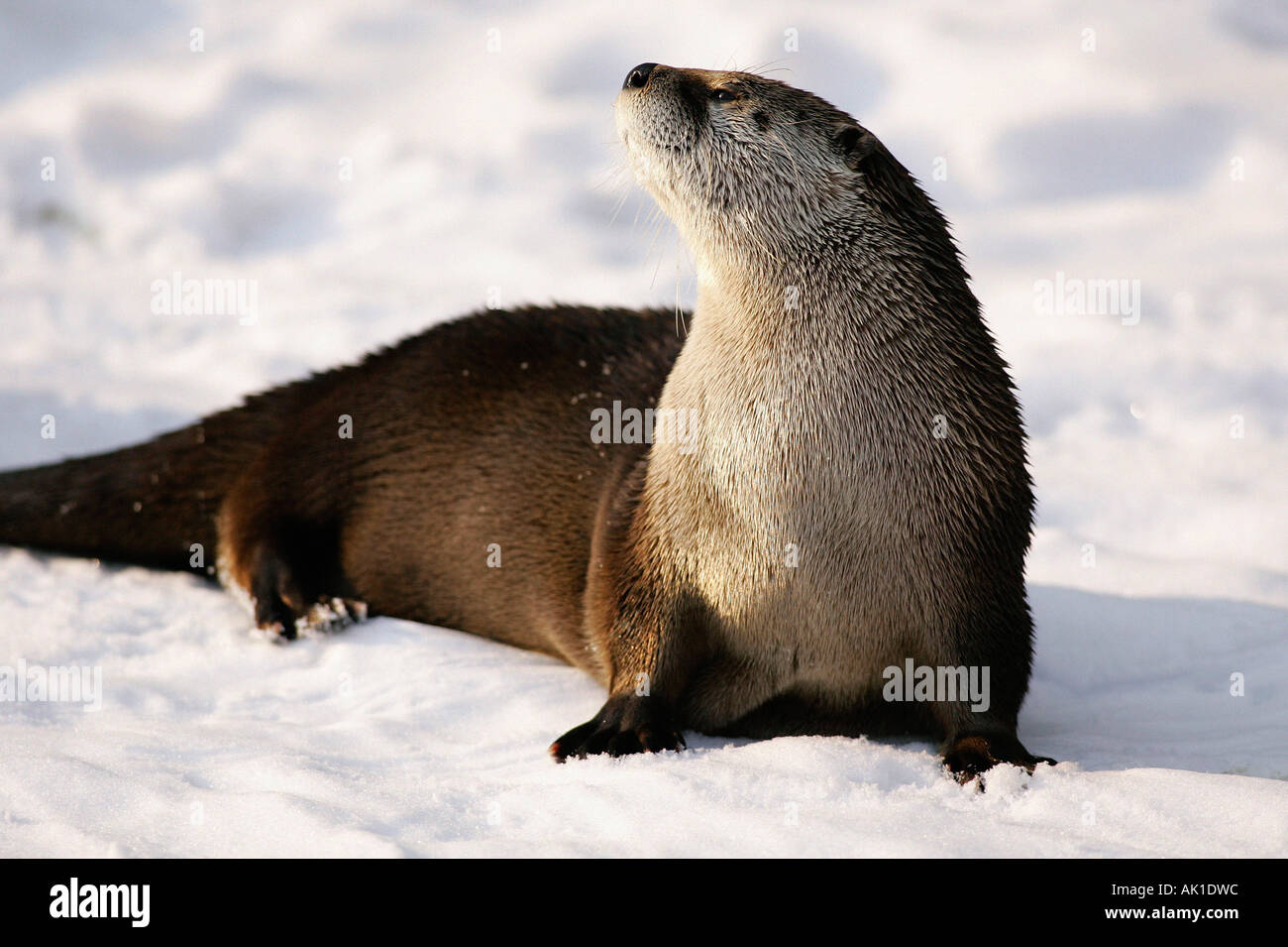 Canadian Otter / River Otter / Kanadischer Otter Stock Photo Alamy