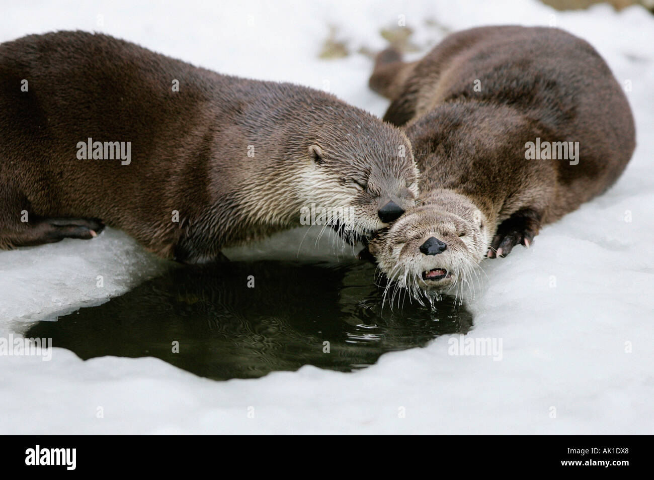 Canadian Otter / River Otter / Kanadischer Otter Stock Photo Alamy