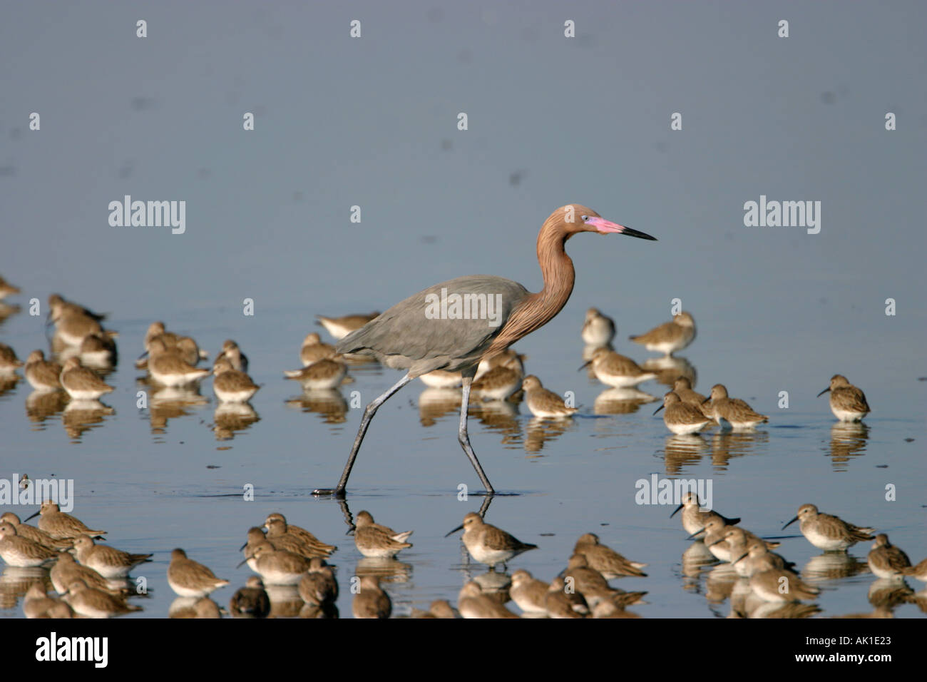 Dunlin in flight hi-res stock photography and images - Alamy