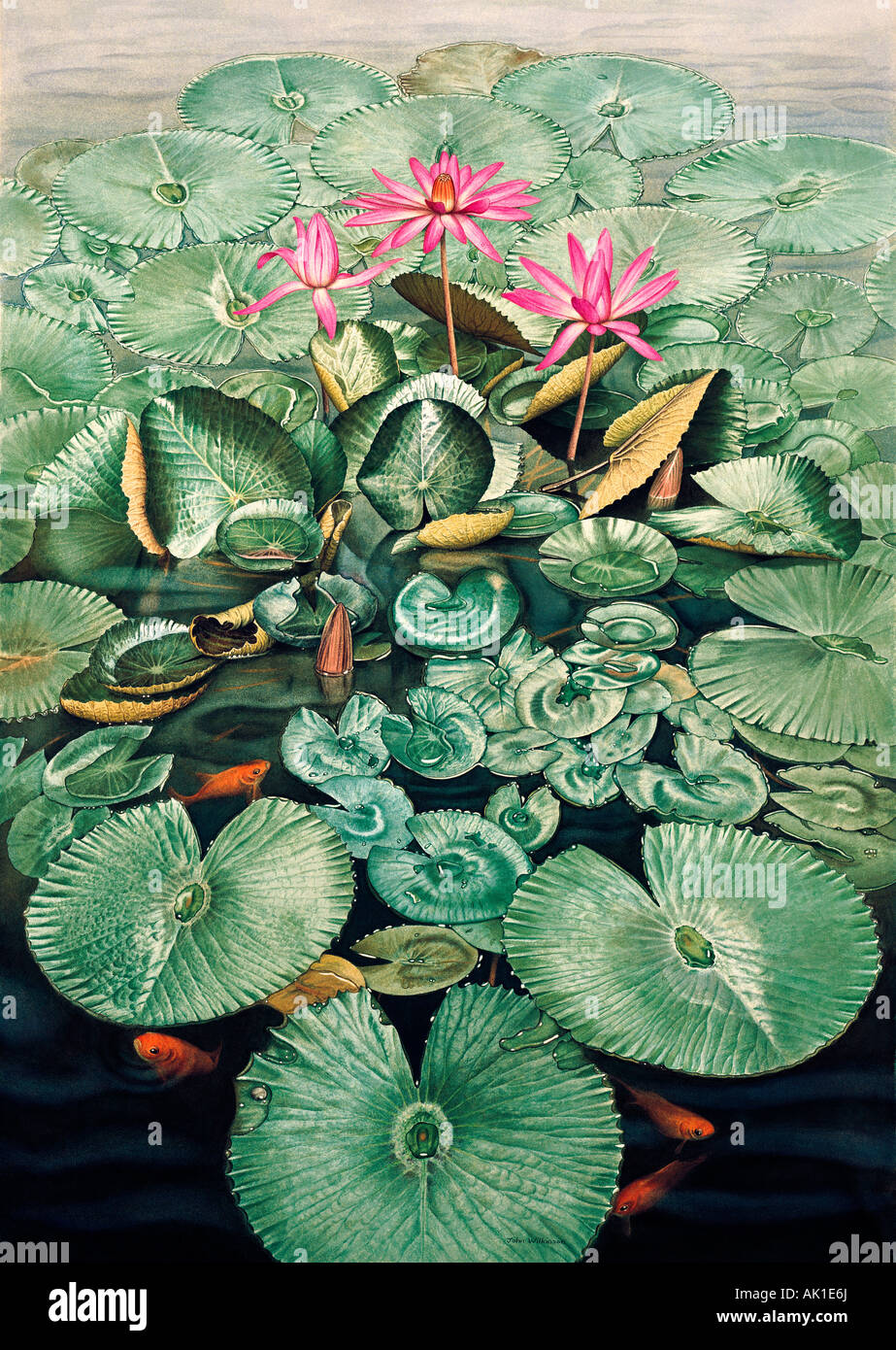 Artwork, Illustration of lilies in pond with Goldfish. Stock Photo