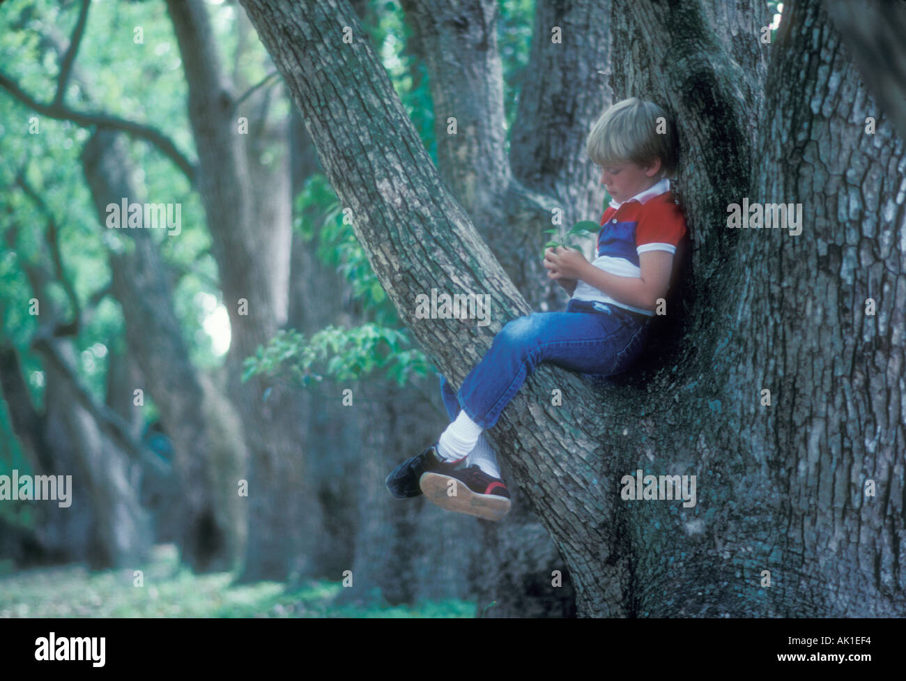 small boy sitting on large tree branch Stock Photo