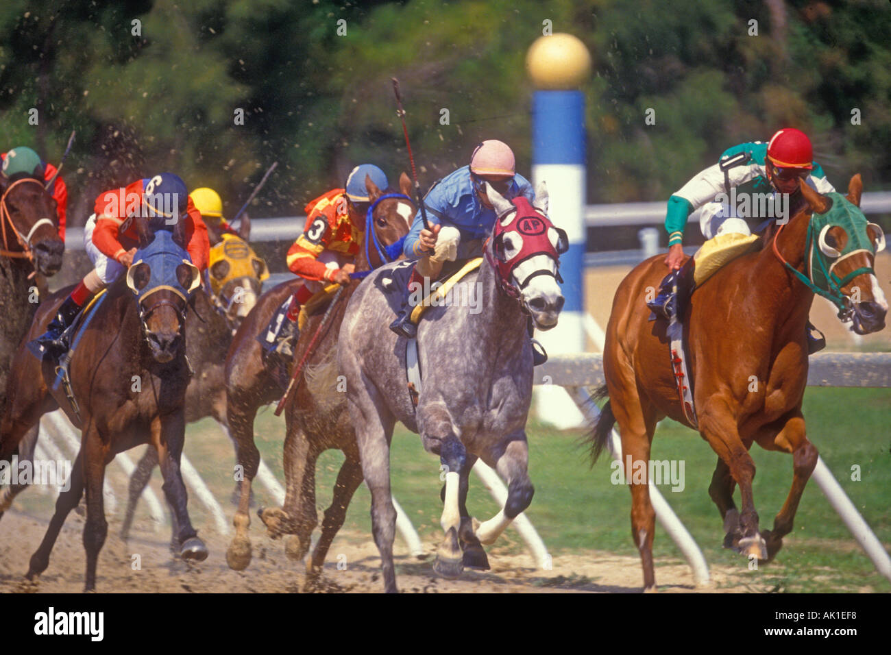 horse race in Florida USA Stock Photo Alamy