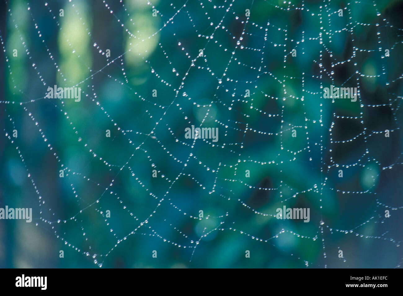 spider web with early morning dew Stock Photo