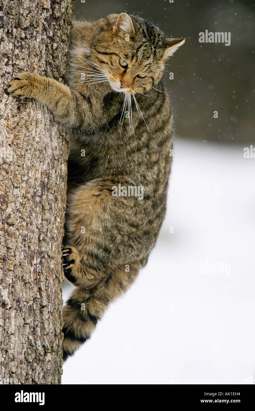 Common Wild Cat / European Wild Cat / Europaeische Wildkatze Stock Photo