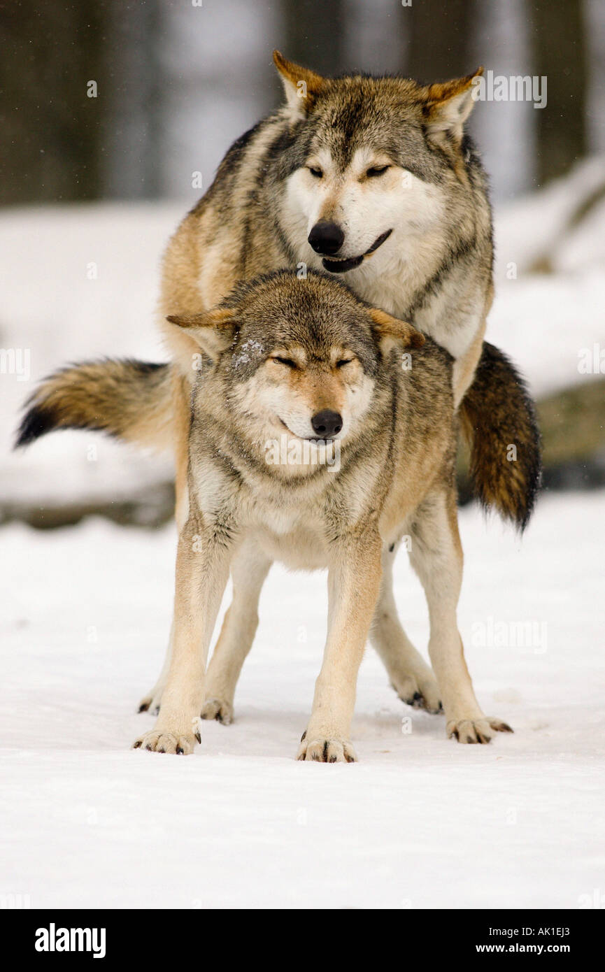 Two wolves mating hi-res stock photography and images - Alamy