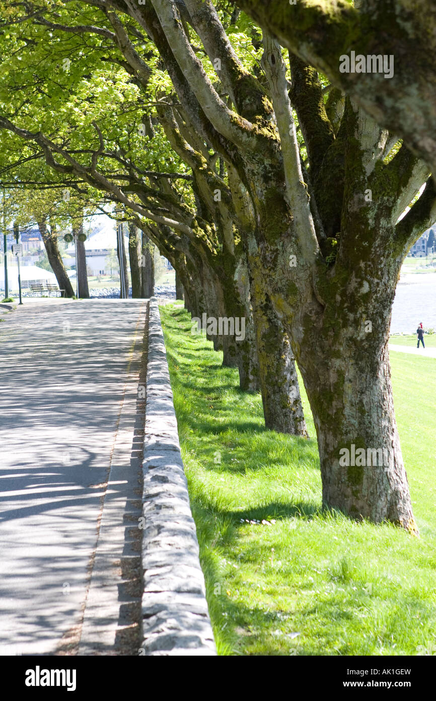row of trees Stock Photo - Alamy