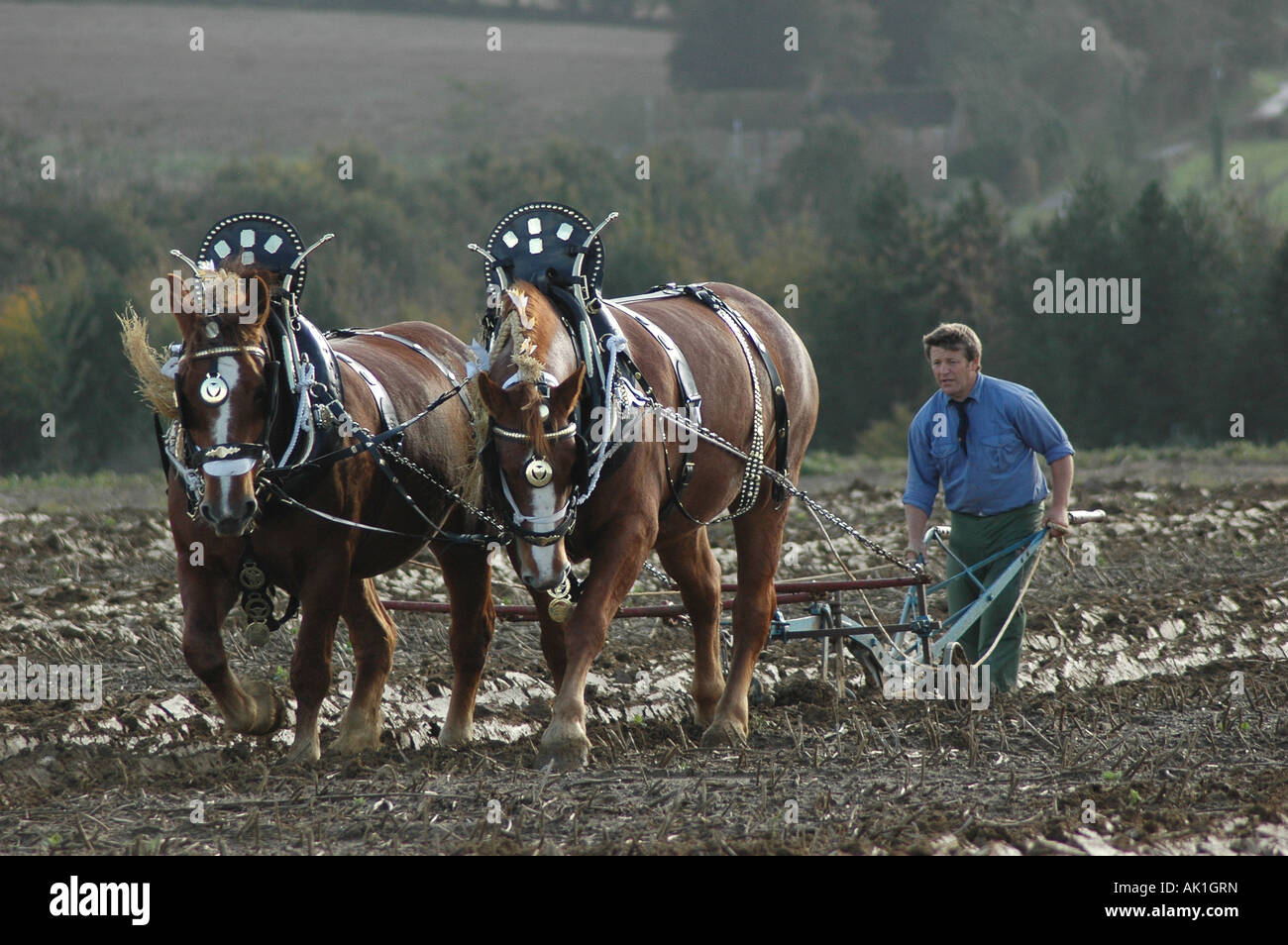 Heavy Horses Ploughing in England Stock Photo Alamy