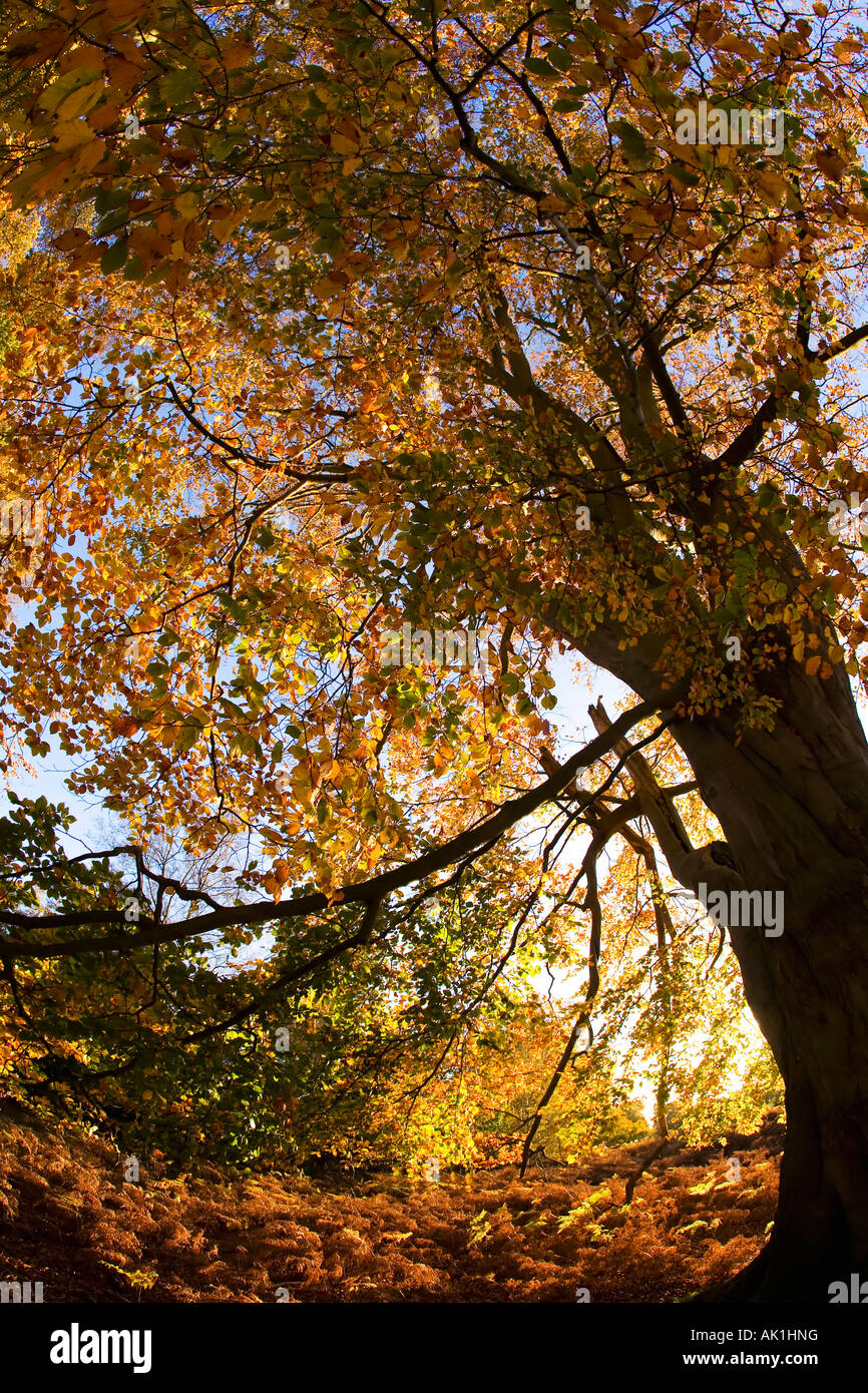 English woodland autumn fall colours colors forest afternoon sun ...
