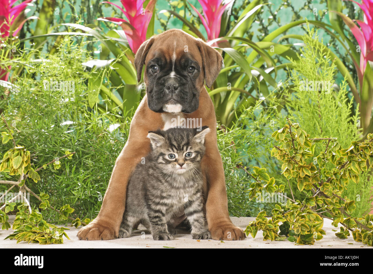 boxers and cats coexisting