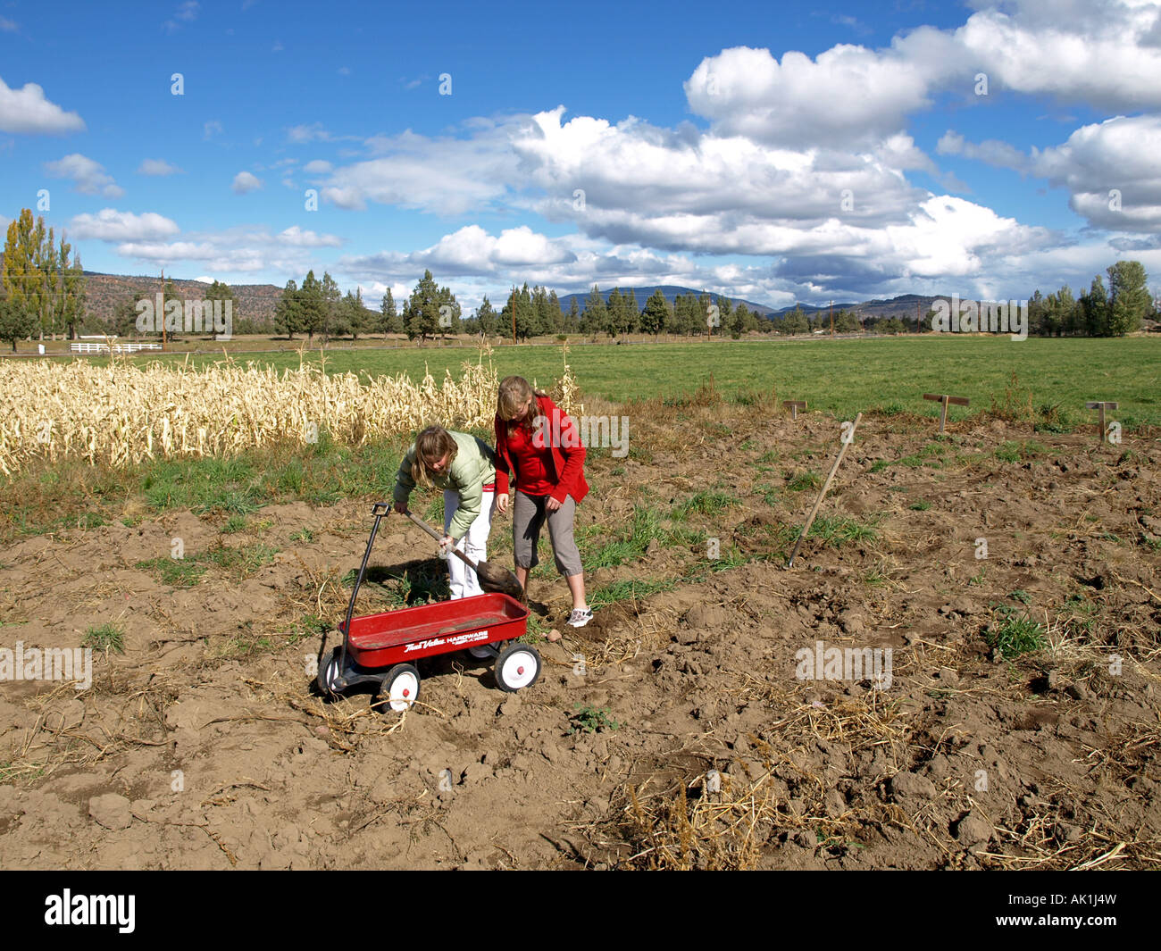 Two young girls dig potatoes from a field in the autumn on the D D ...