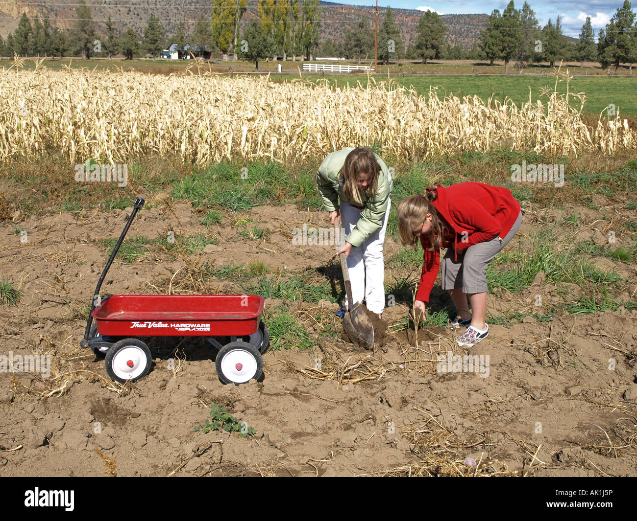 Two young girls dig potatoes from a field in the autumn on the D D ...