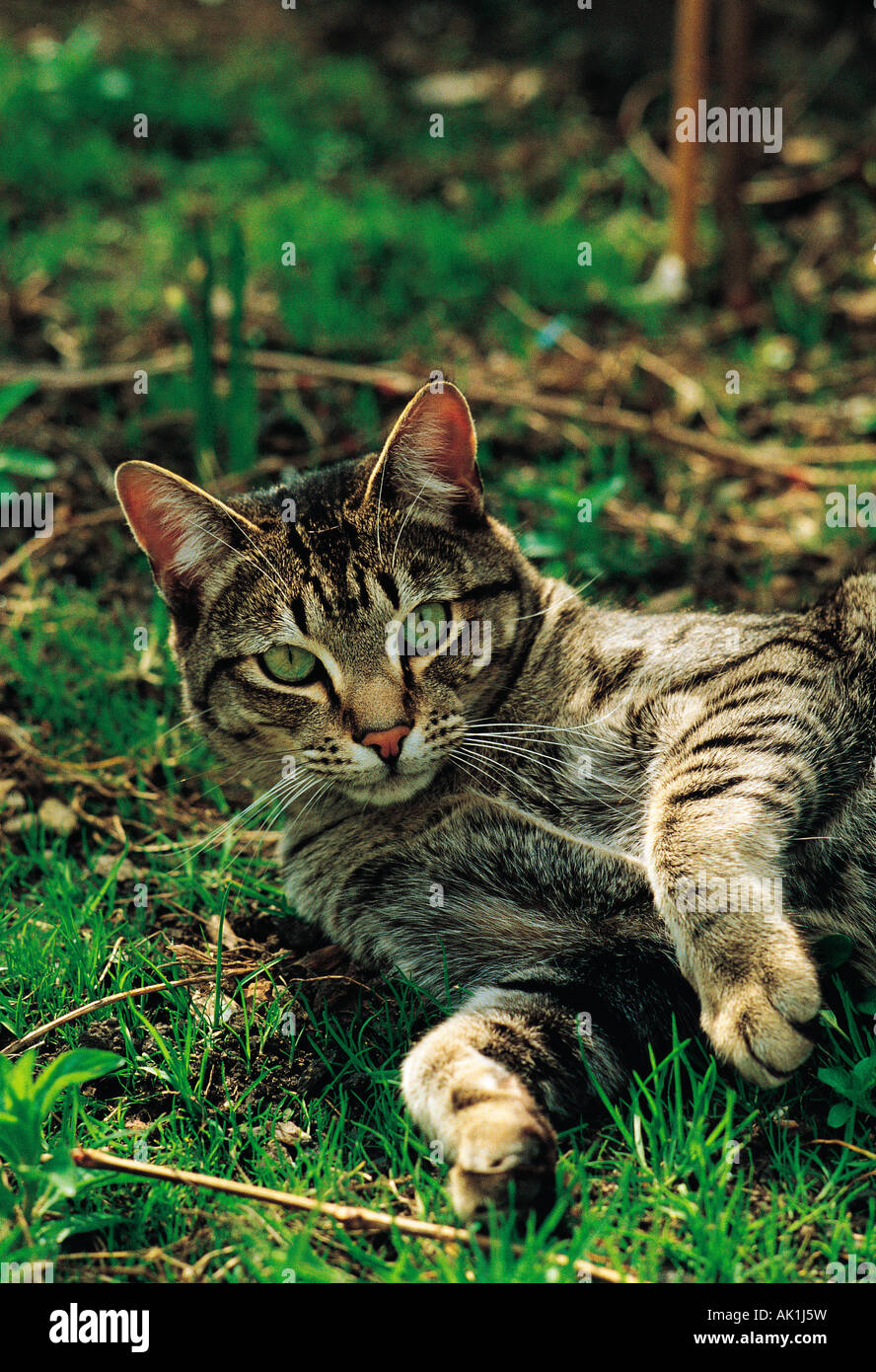 Closeup of Tabby cat outdoors in garden Stock Photo Alamy