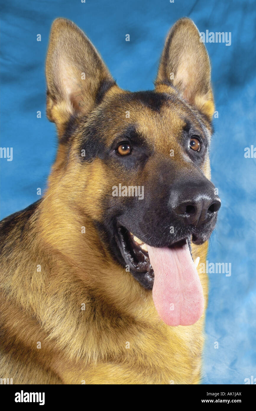 German Shepherd Dog Portrait Stock Photo Alamy German Shepherd Dog Portrait Stock Photo Alamy