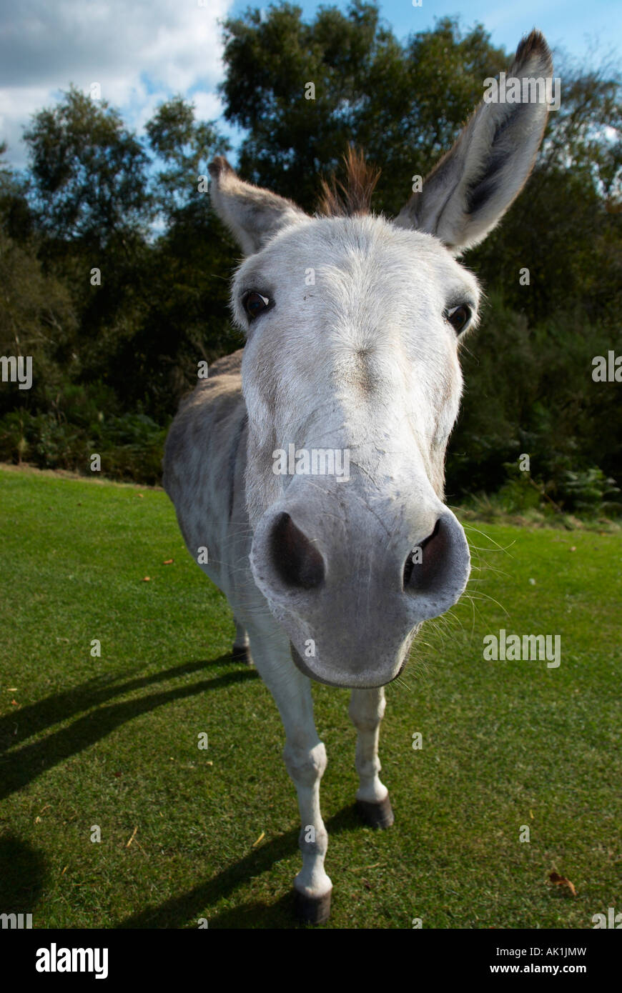 White donkey hires stock photography and images Alamy