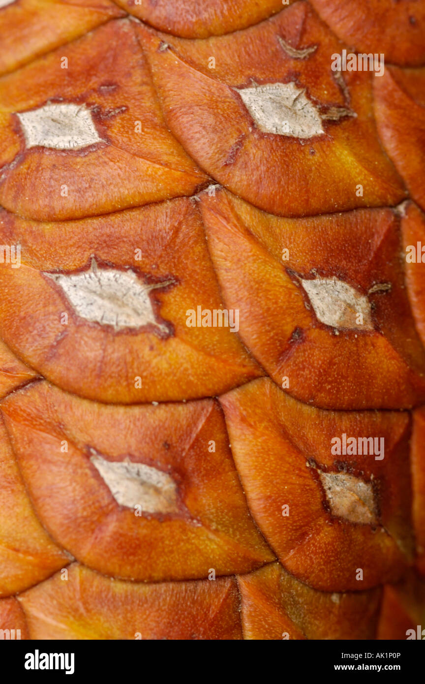 Pine cone patterns hires stock photography and images Alamy