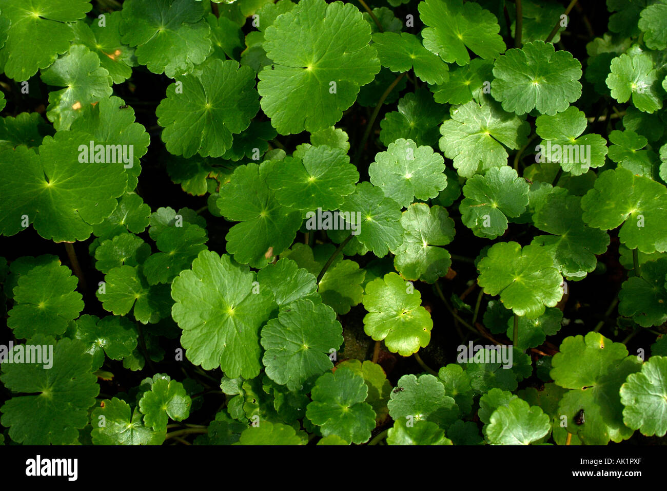 Floating Pennywort (Hydrocotyle ranunculoides) Stock Photo