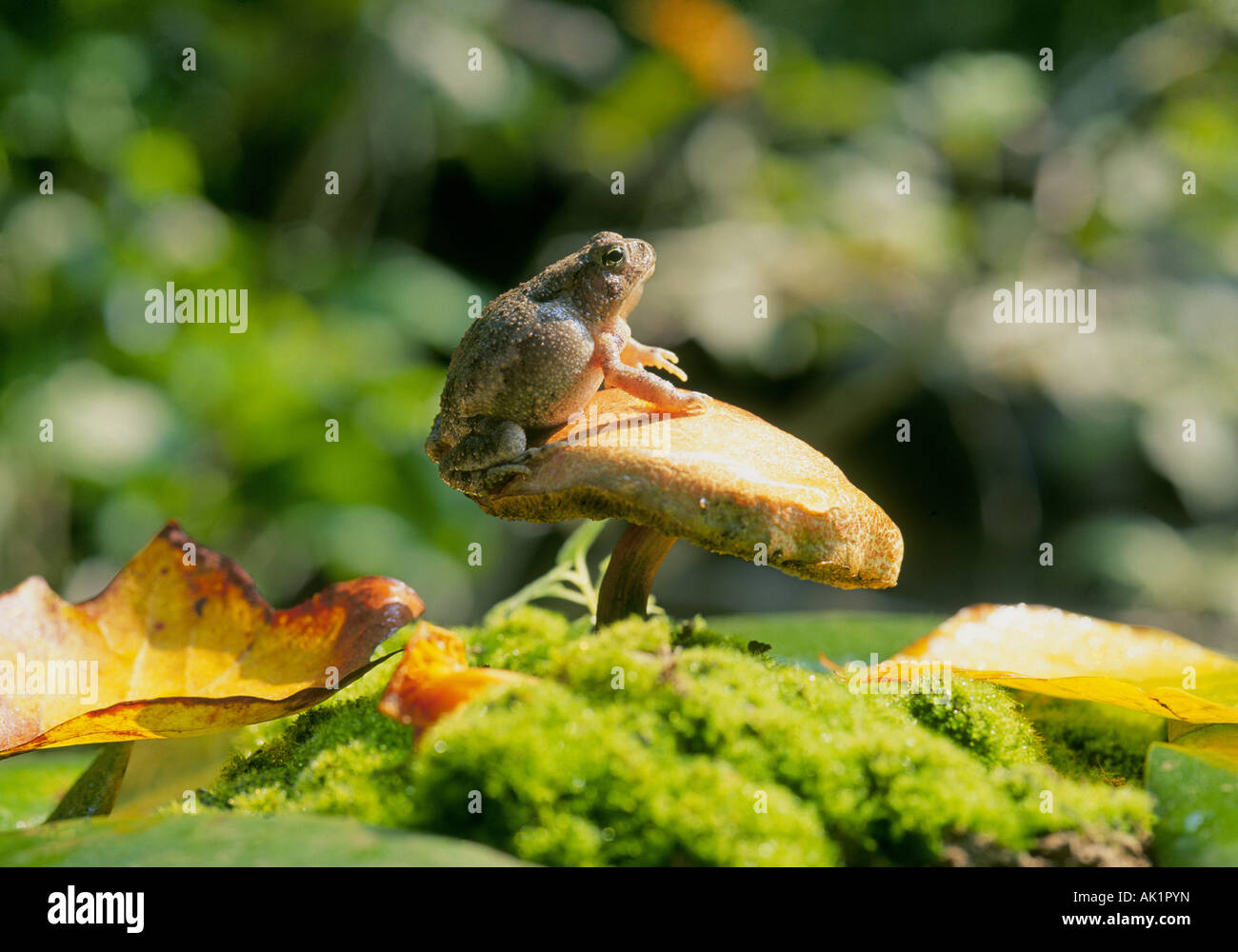 A toad perched on a mushroom in Hot Springs National Park in the Ouachita Mountains, Arkansas. Stock Photo