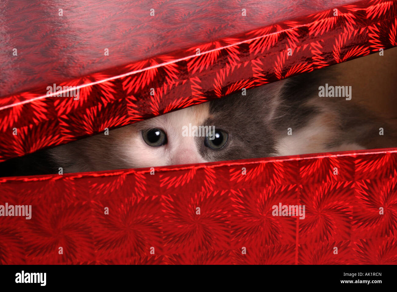 A Calico Kitten about 6 weeks old inside a red Christmas Gift given as a present to a young child Stock Photo