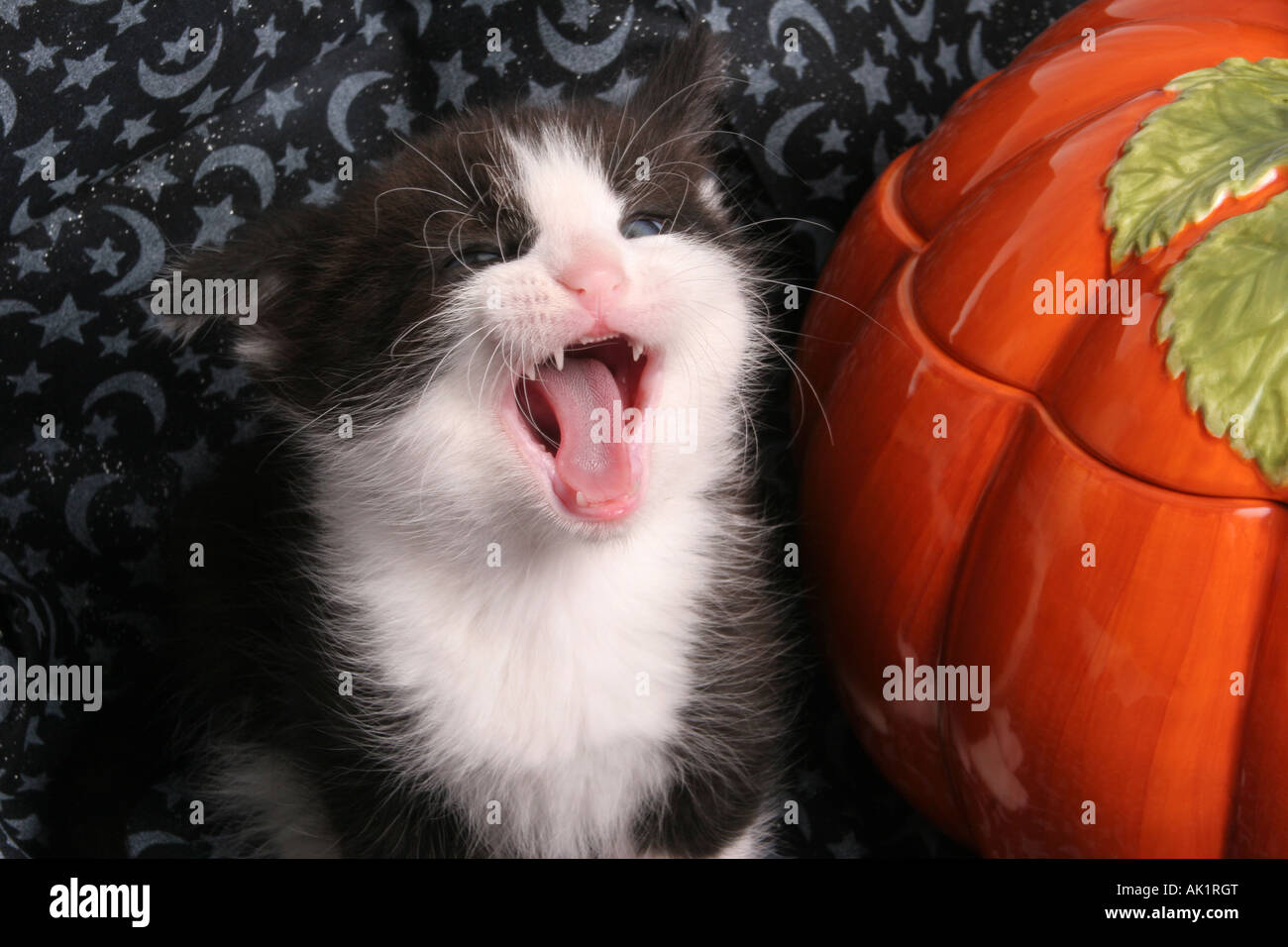 A black and white domestic kitten sitting next to a ceramic pumpkin at Halloween Holiday season yawning Stock Photo
