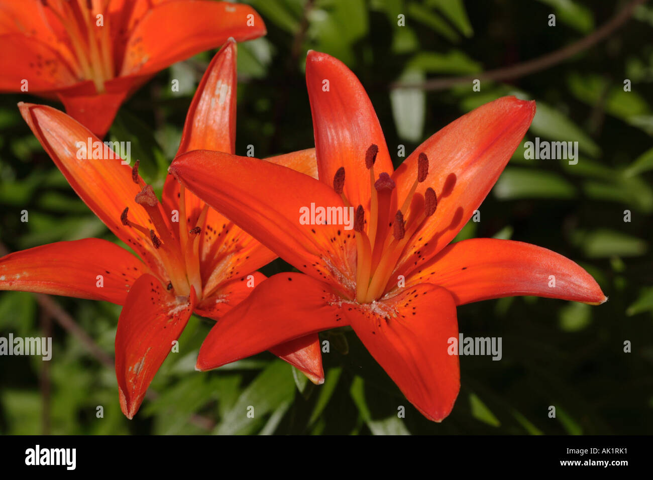 Tiger lillies Stock Photo Alamy