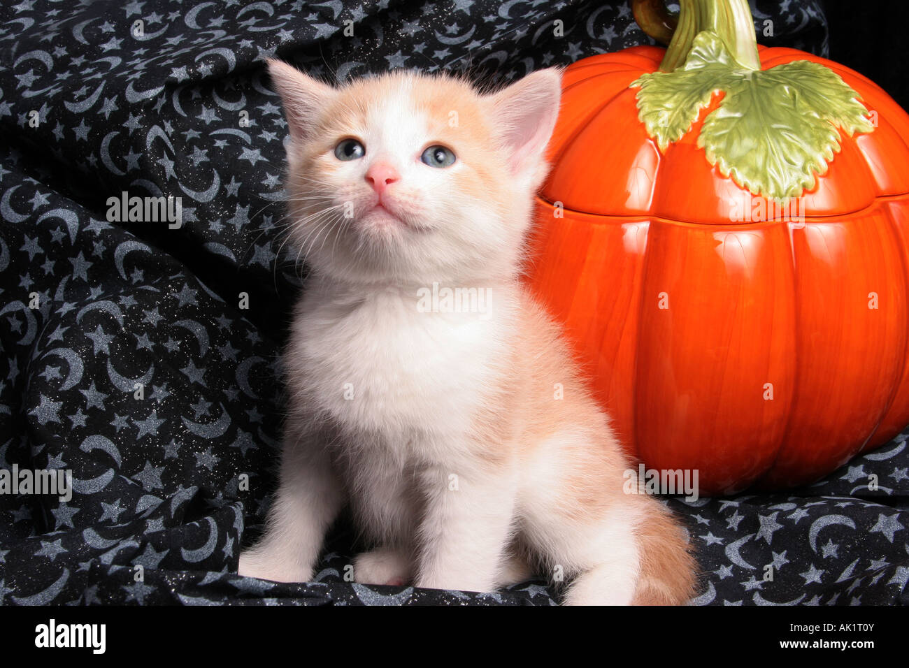 white and tan kitten