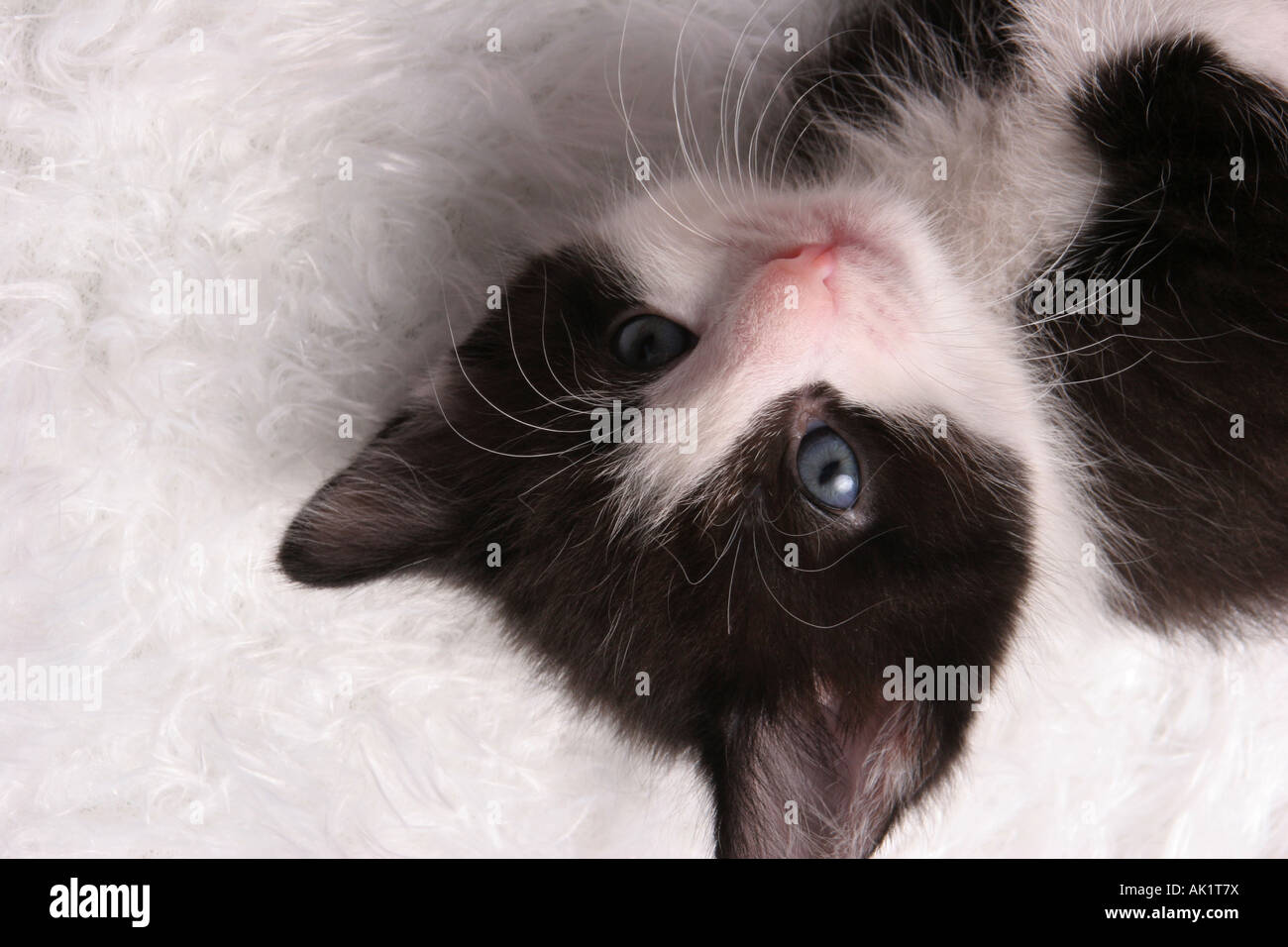 An upside down black and white kitten laying down Stock Photo - Alamy