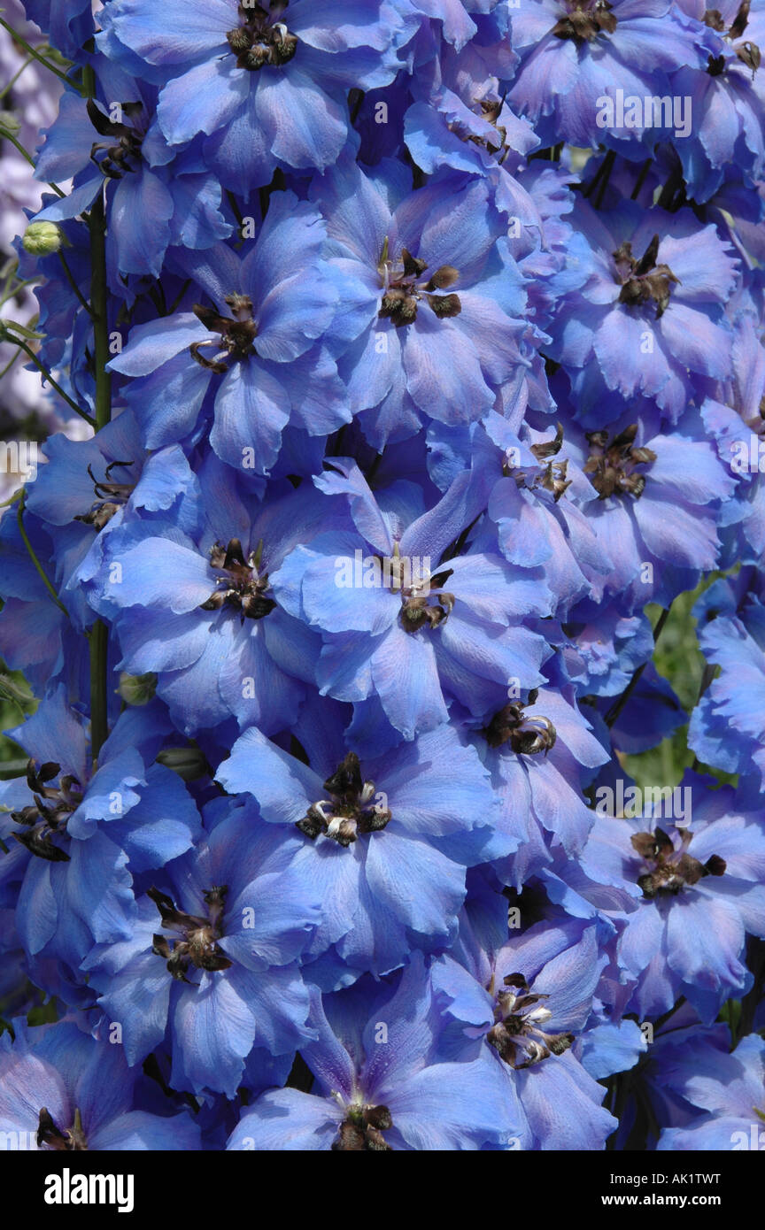 Delphinium elatum Gallileo - summer flowering perennial Stock Photo